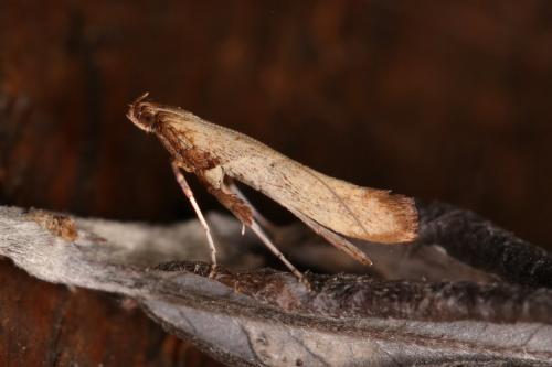Caloptilia stigmatella